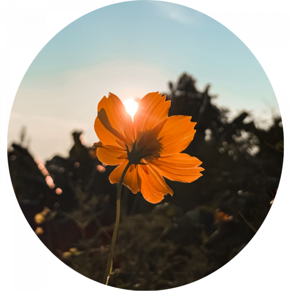 About torch recovery center
